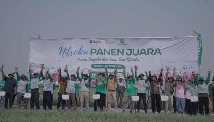 Nitroku jadi Kunci Petani Brebes Sukses Panen Bawang Merah saat Kemarau